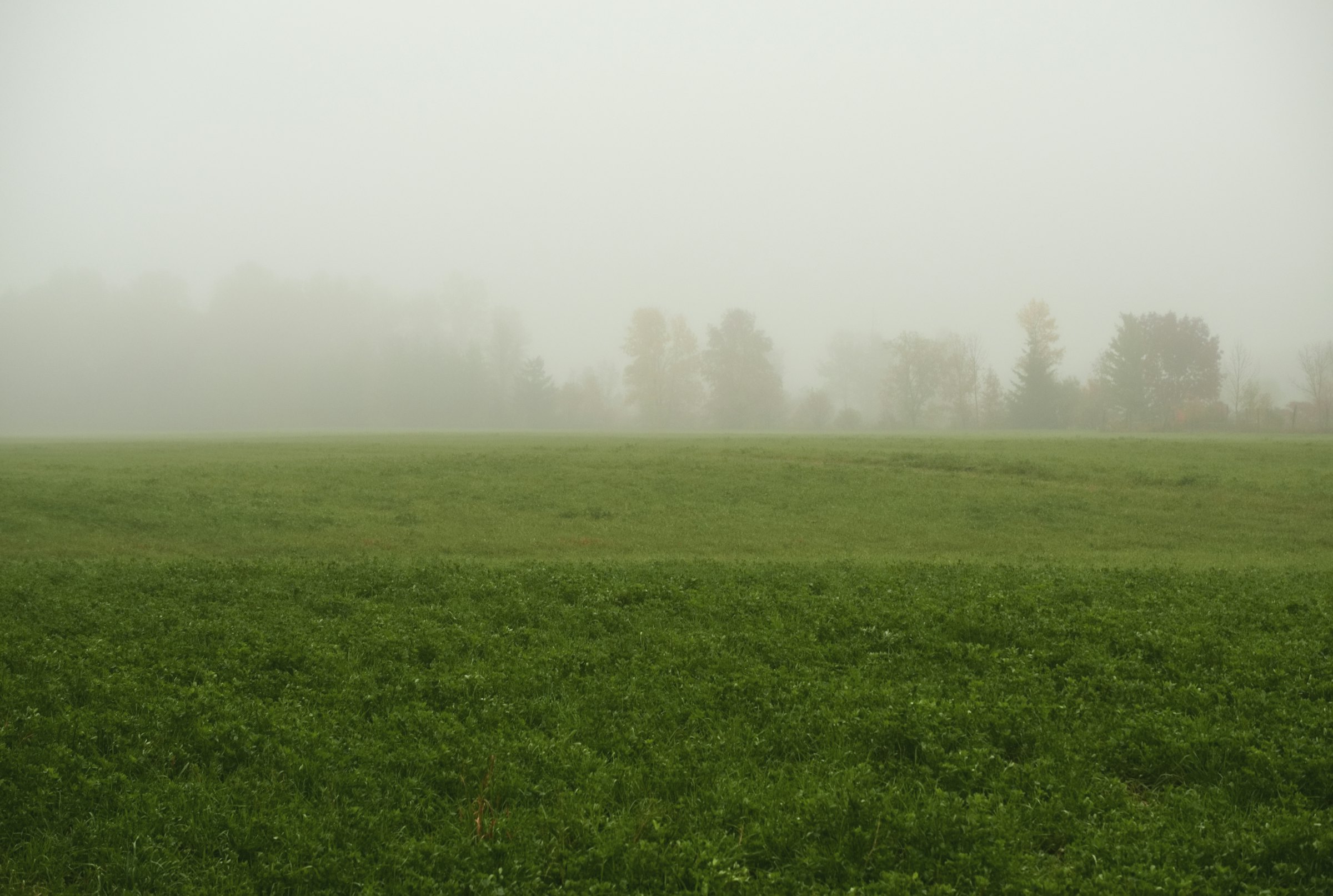 Roheline põld, mis sulandub pehmesse hommikuudusse ja kaugetesse puudesse.